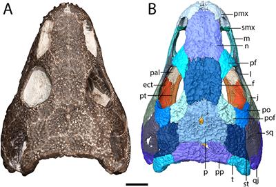 A Juvenile Specimen of the Trematopid Acheloma From Richards Spur, Oklahoma and Challenges of Trematopid Ontogeny